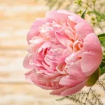 15 Neutral Spring Decor Ideas That Feel Fresh, Calm, And Effortless