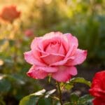 Summer Rose Garden: Essential Design and Care Ideas