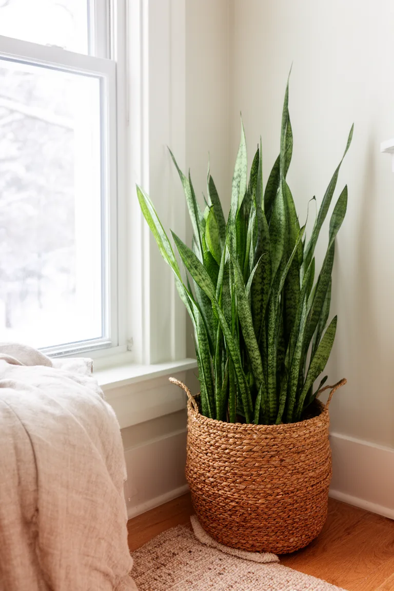 Room corner with a snake plant in a woven basket by a window