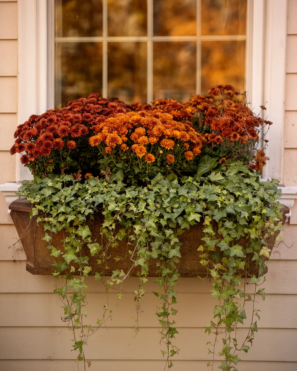 Trailing ivy window box