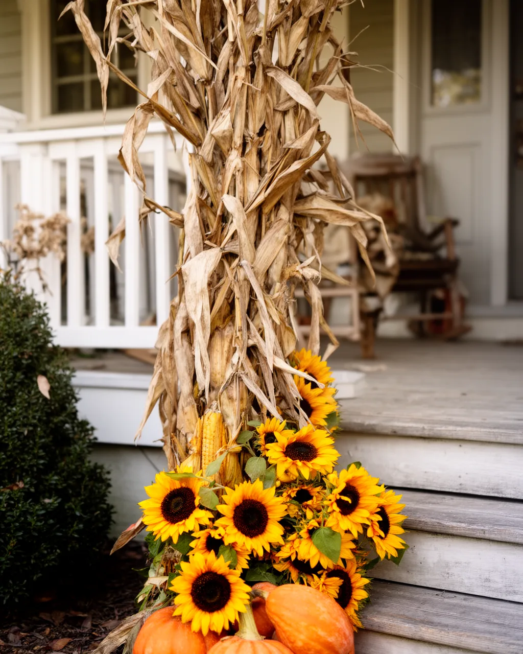 Corn stalks with sunflowers