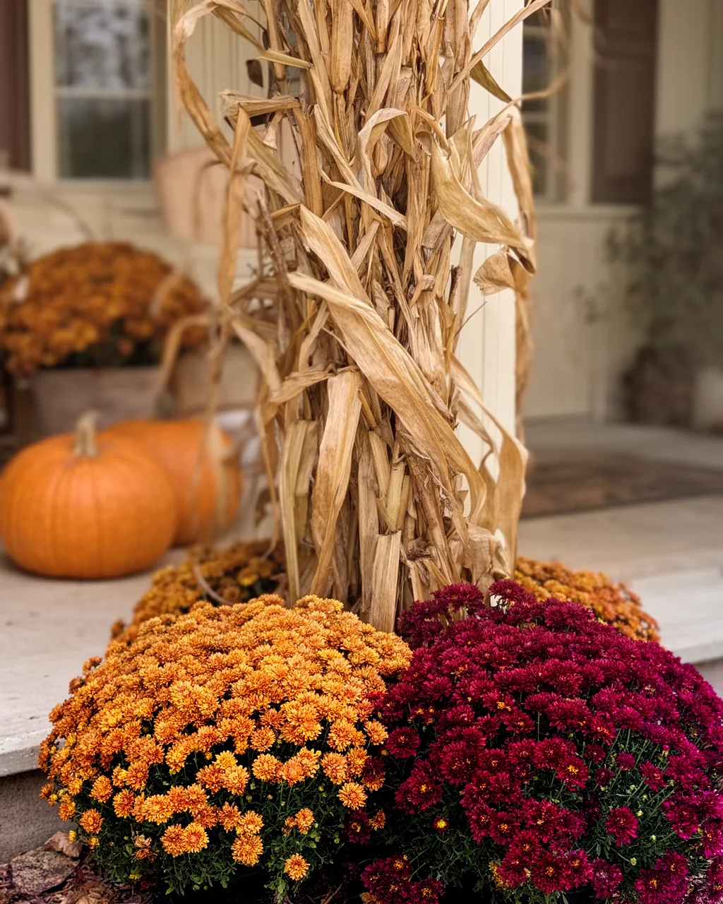 Corn stalks and mums