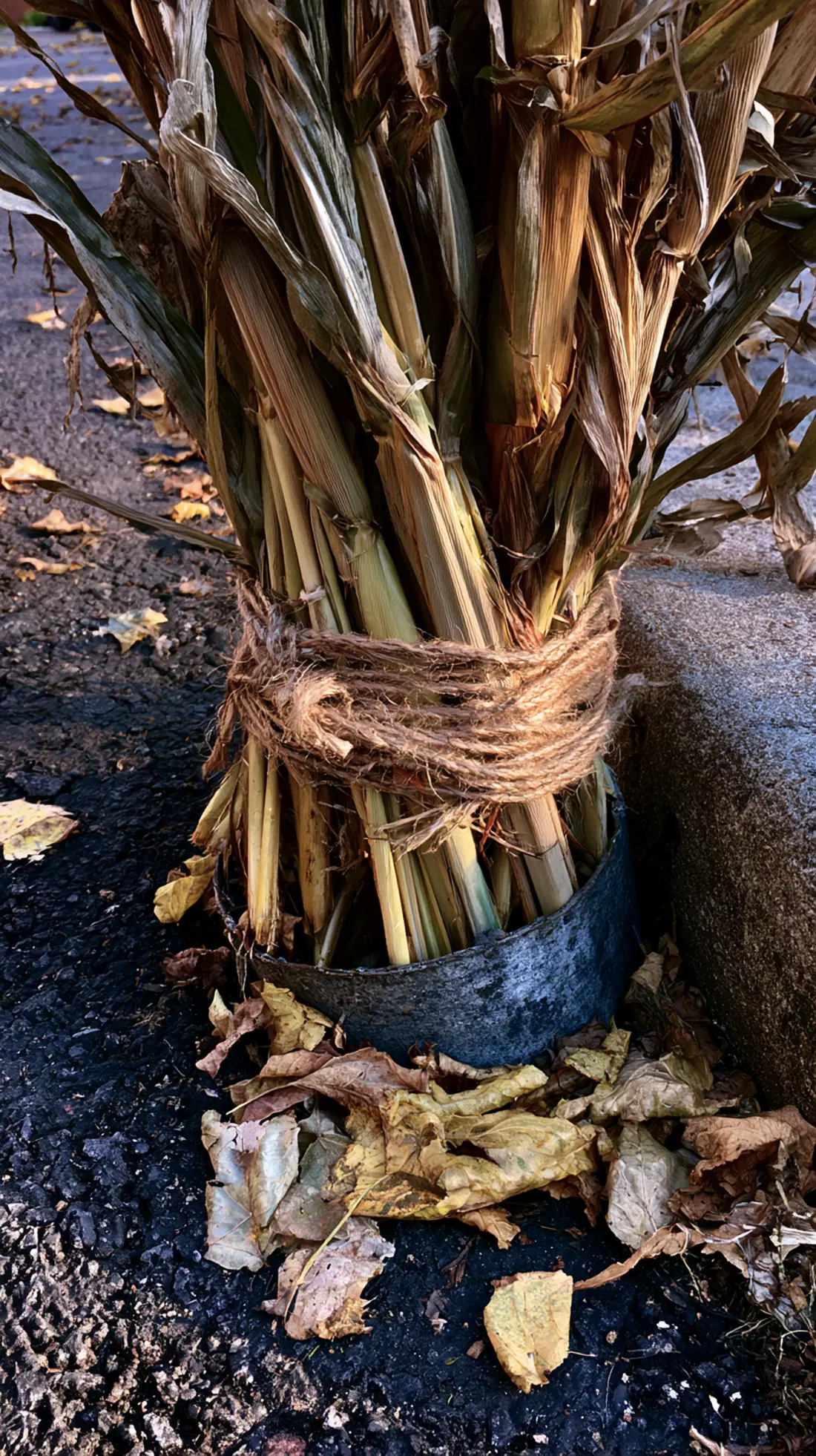 Corn stalks bundled and set into a buried weighted bucket, photo 1 of 3