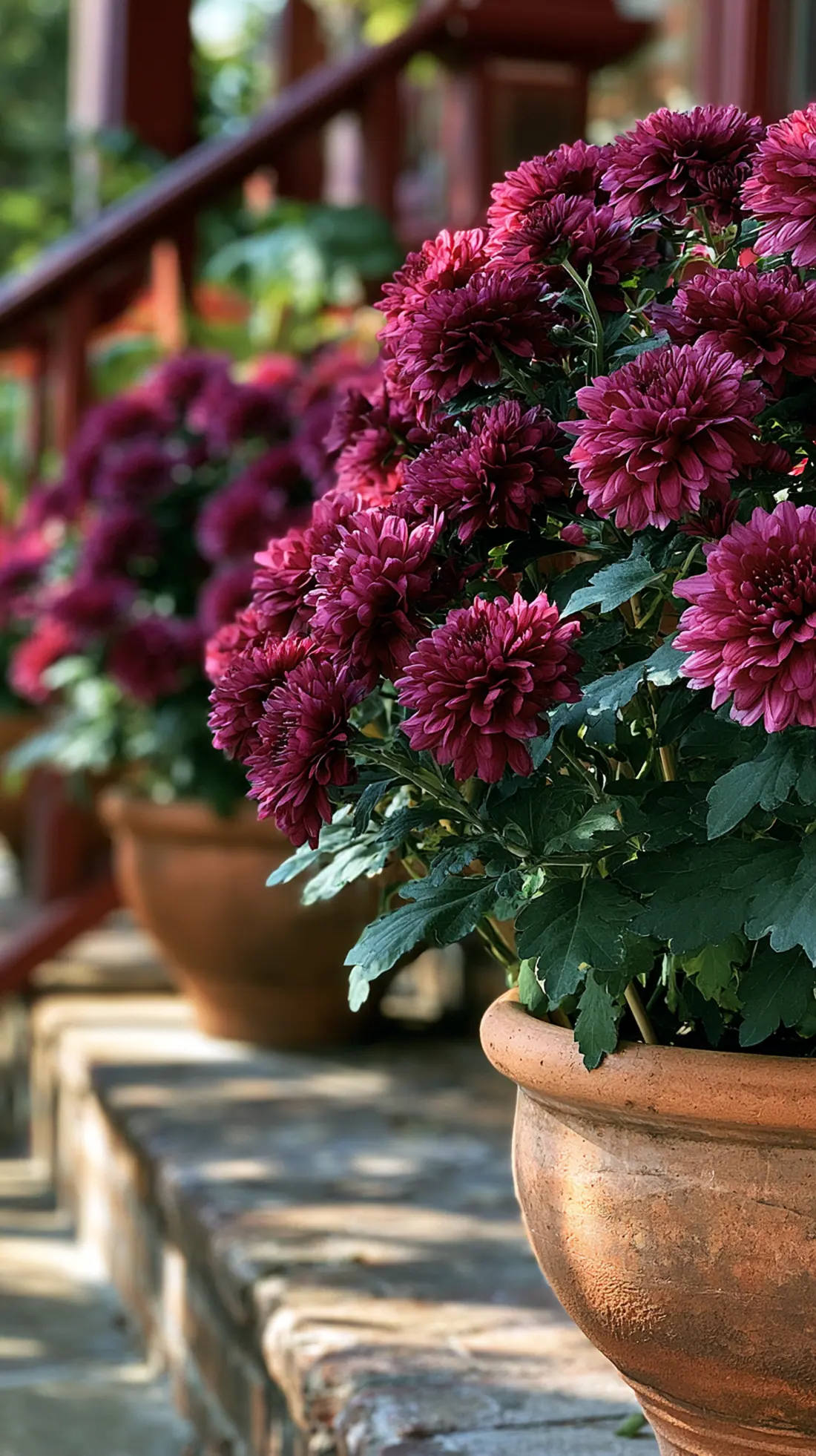 A terracotta pot of mums with a hidden stake keeping it upright in wind, photo 1 of 4