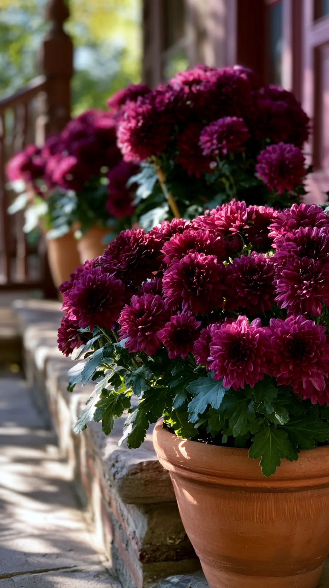 A terracotta pot of mums with a hidden stake keeping it upright in wind, photo 2 of 4