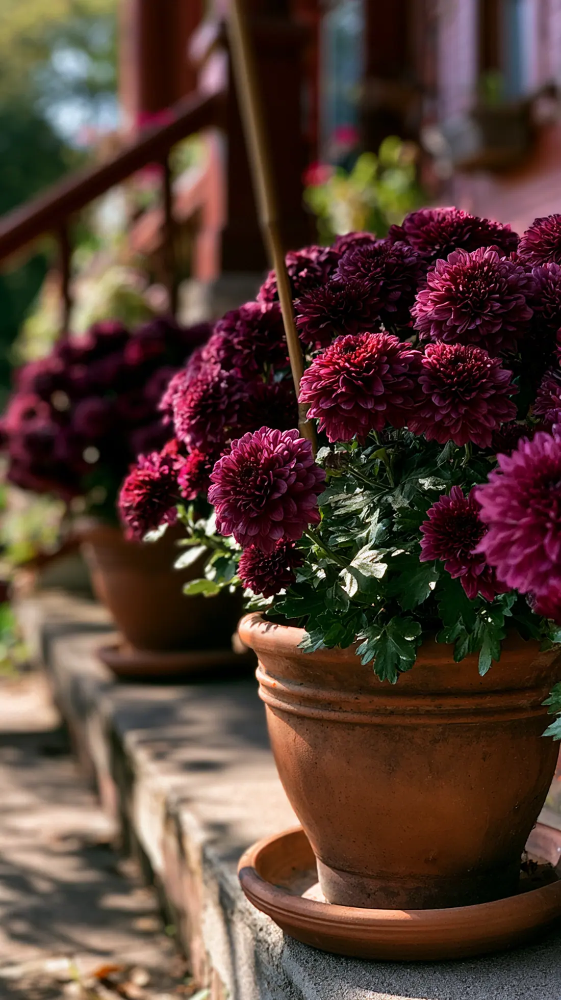 A terracotta pot of mums with a hidden stake keeping it upright in wind, photo 3 of 4