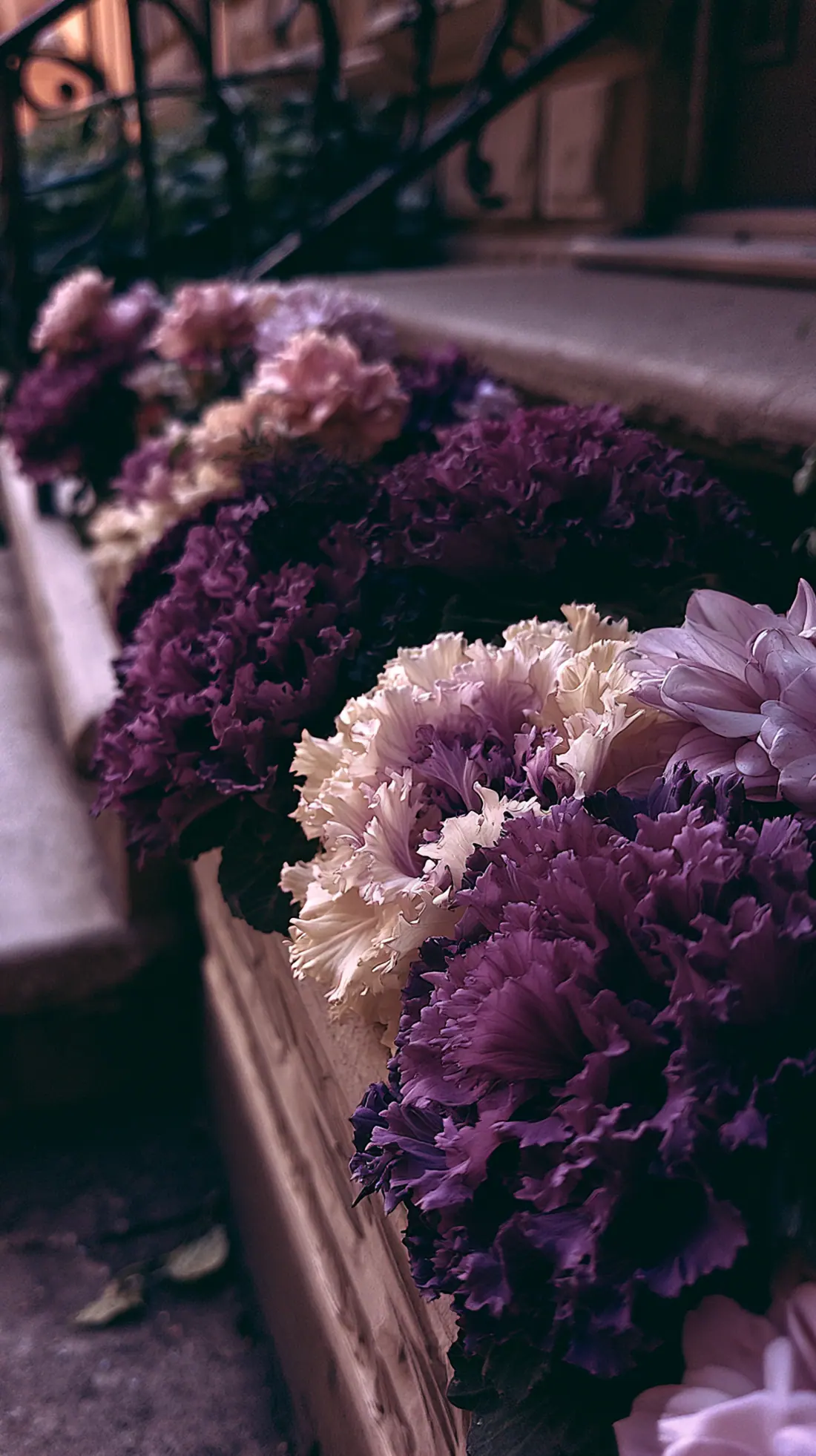 A planter filled with ruffled ornamental kale and cabbage in fall colors, photo 1 of 3