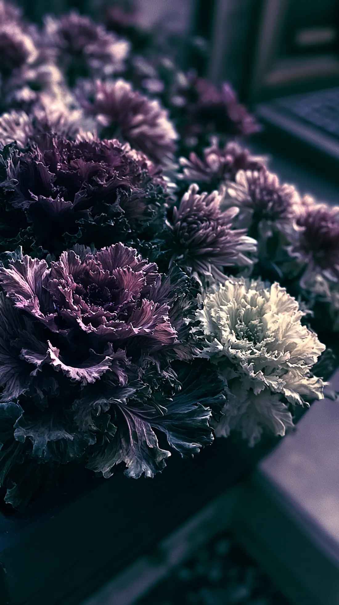 A planter filled with ruffled ornamental kale and cabbage in fall colors, photo 2 of 3