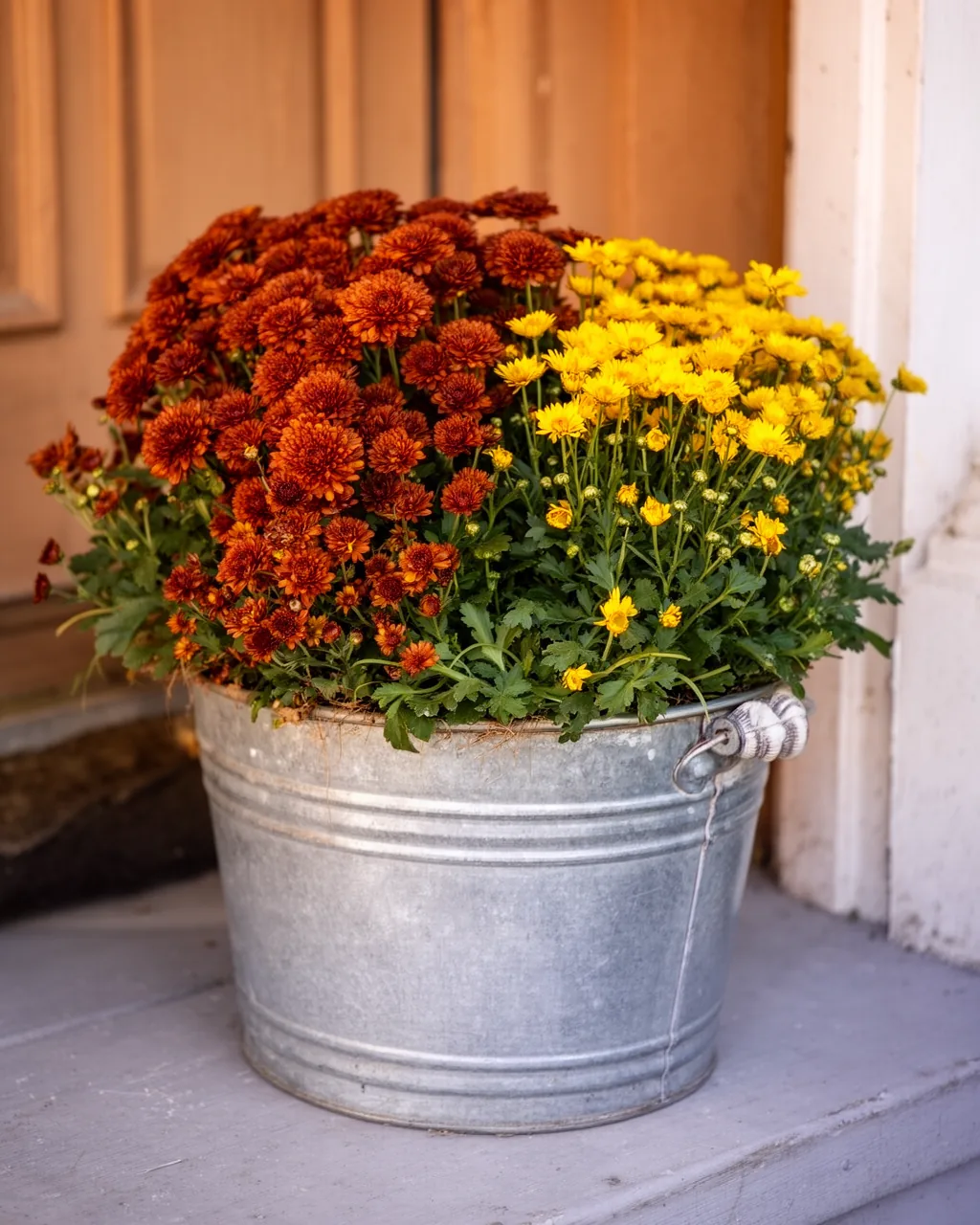 Galvanized bucket planter